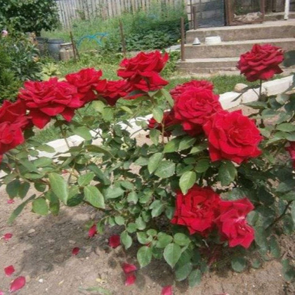 Конкурс 7 лет форуму "Старейшина" - Страница 44 - Разные конкурсы форума - Форум