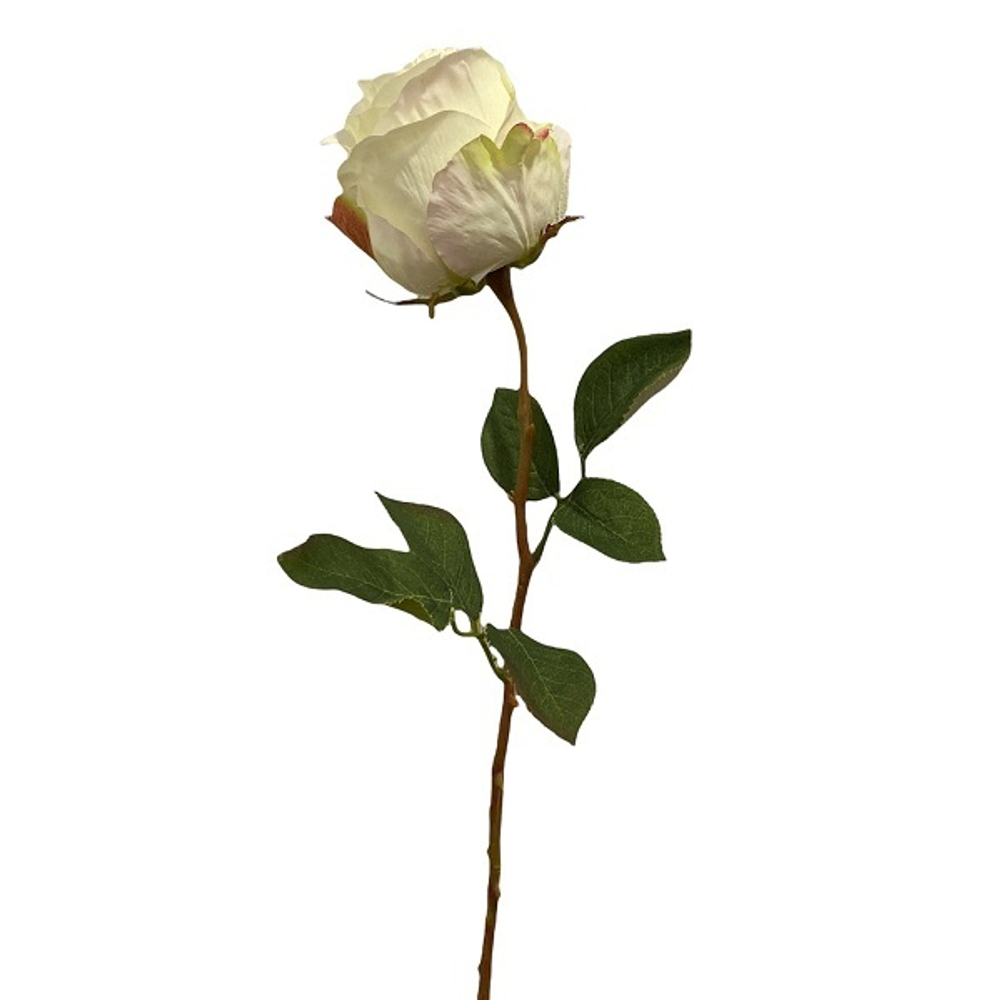 Роза Кейт кремовая [Арт. 11824]