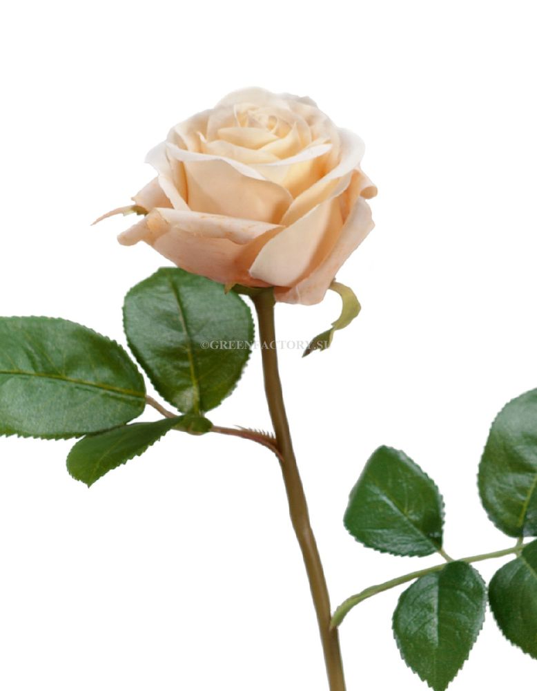 Роза Флорибунда Мидл крем-роз