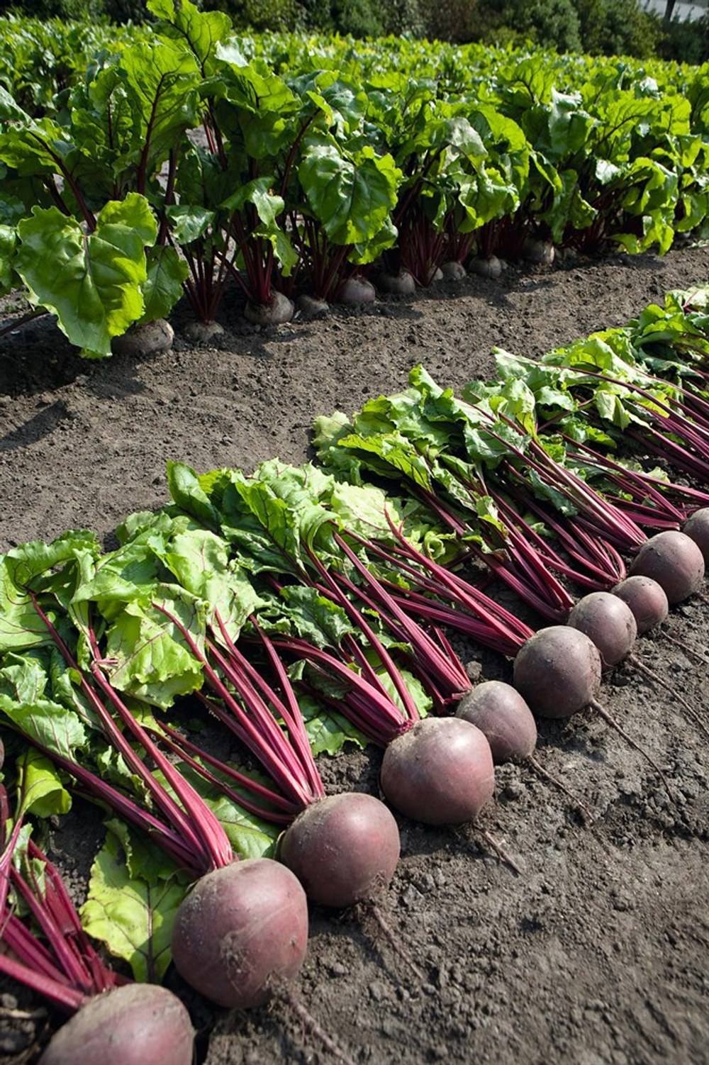 Пабло F1 семена свеклы (Bejo / Бейо)