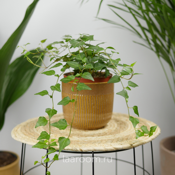 Хедера хеликс микс 13/25