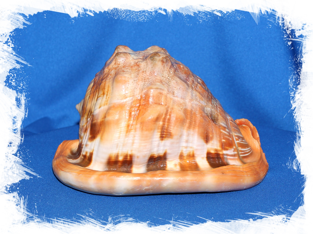 Ципрекассис Руфа, 16-19см, 1шт