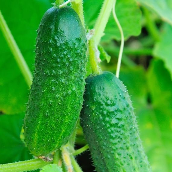 ДИРИГЕНТ F1 семена огурца партенокарпического (Rijk Zwaan) отзывы