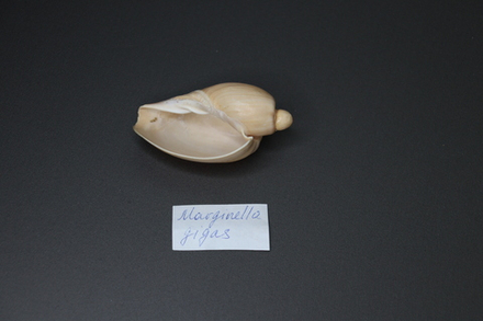 Ракушка Маргинелла гигас, 7см, 1шт