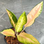 Аглаонема ICE CREAM