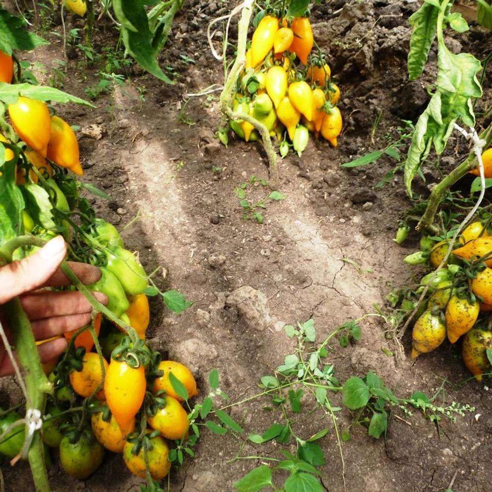 Помидоры Akmore Treasure – Сокровище