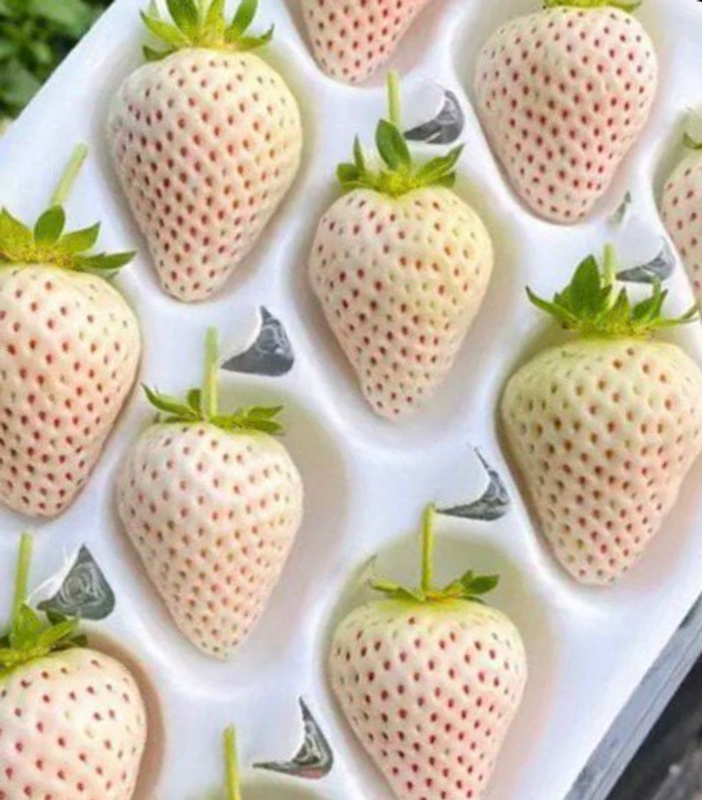 Ангел 8 天使AE . Клубника, семена