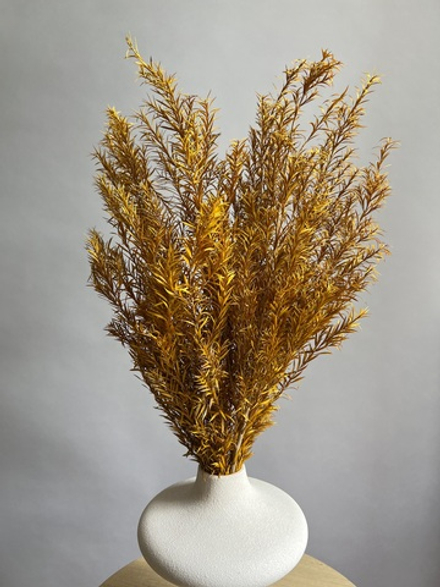 Чайное дерево охра