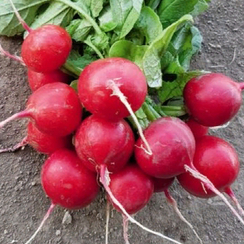 Сизар F1 семена редиса (Syngenta / Сингента)