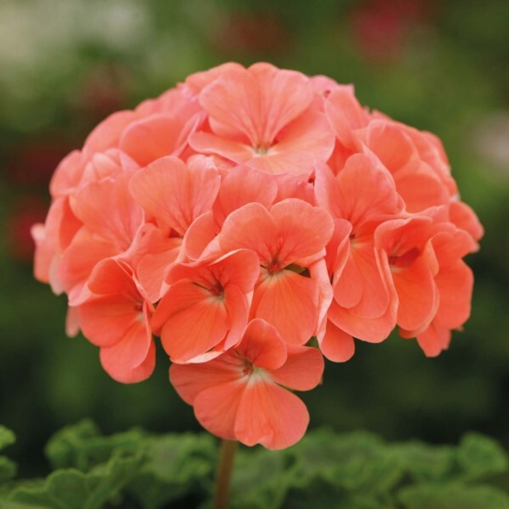 Пеларгония зональная Дансер F1 салмон 10шт.