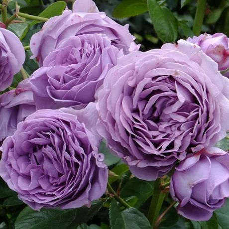 Блю Сторм (Blue Storm)