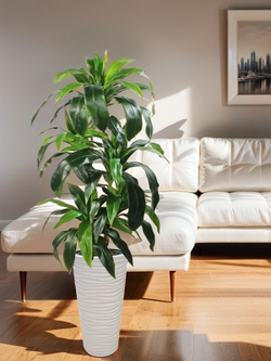 Искусственное растение драцена Джанет зеленая 140 см в высоком круглом белом кашпо