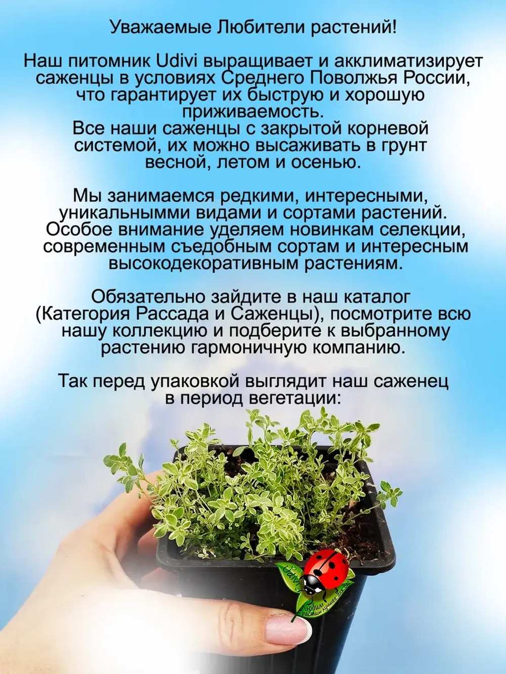 Тимьян Хайленд Крим вариегатный