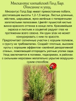 Злак Мискантус китайский Голд Бар