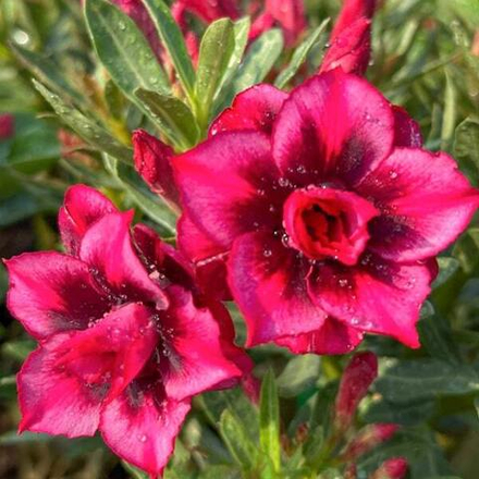 Адениум DOREMI