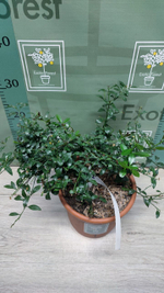 Микроцитрус "Blood Lime"