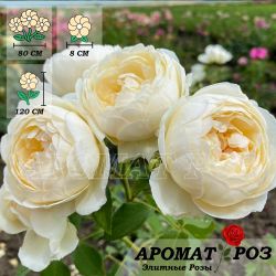 Ла Пети Пайе (La Petite Pair)