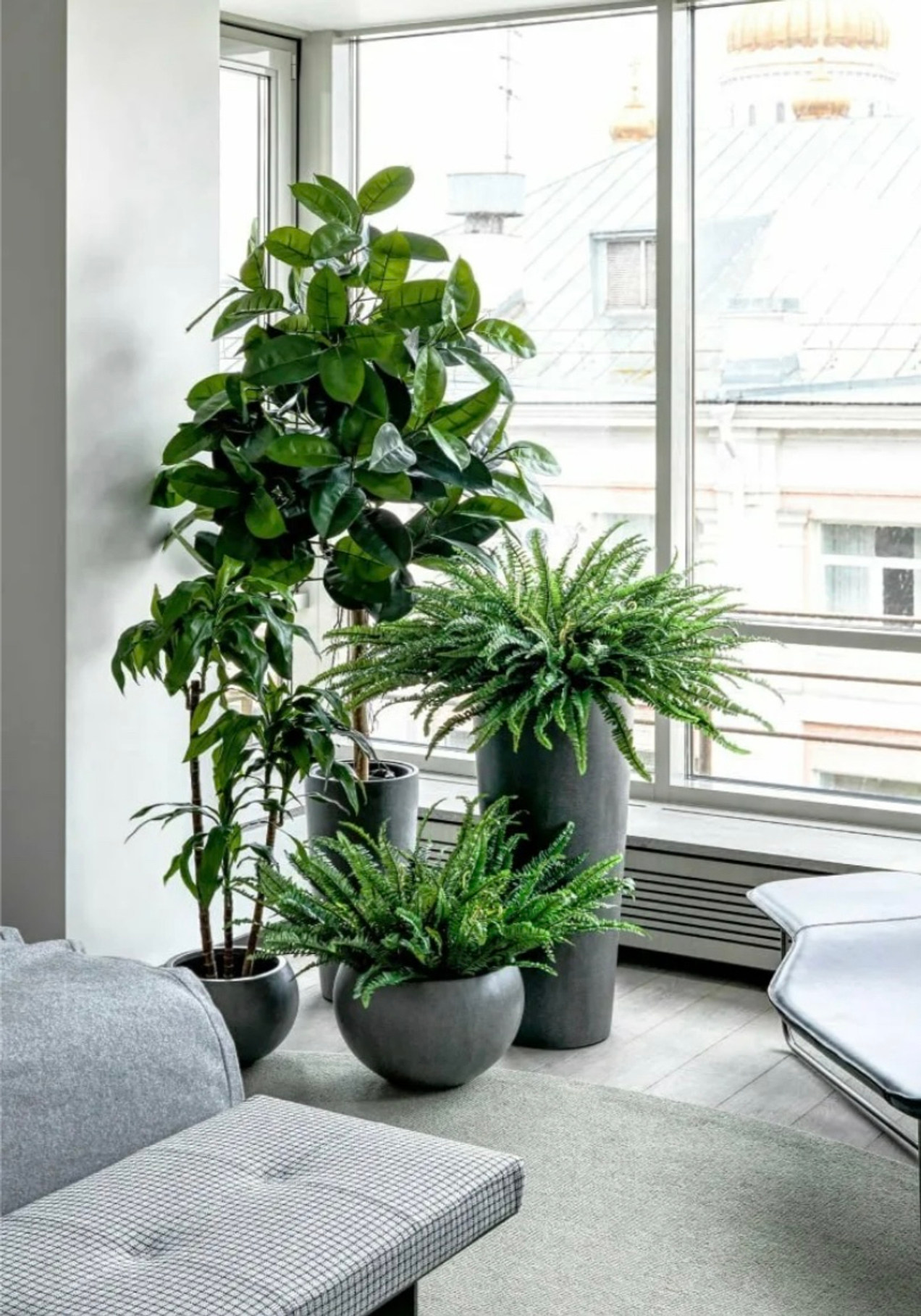 Как выбрать и купить комнатные растения в Новосибирске: рекомендации эксперта