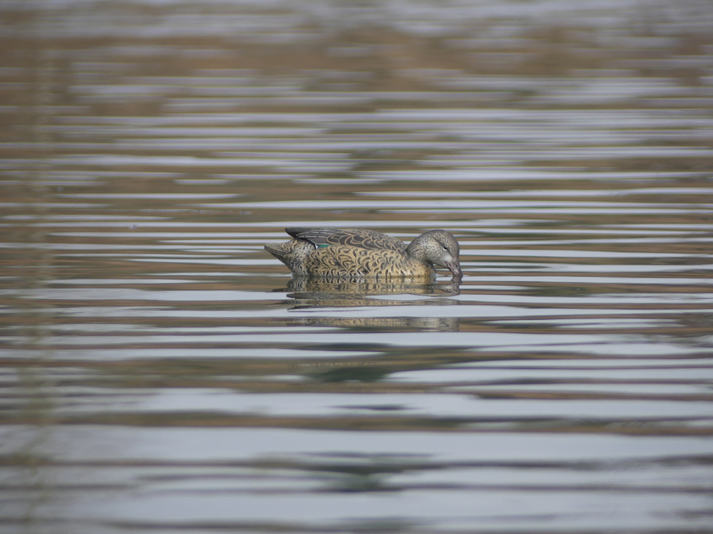 Чирок свистунок "LAST PASS GREENWING TEAL FLOATERS" (4 уток + 8 селезней) FA-212544
