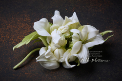 Брошь из шелка - Роза Бэль бело-лаймовая