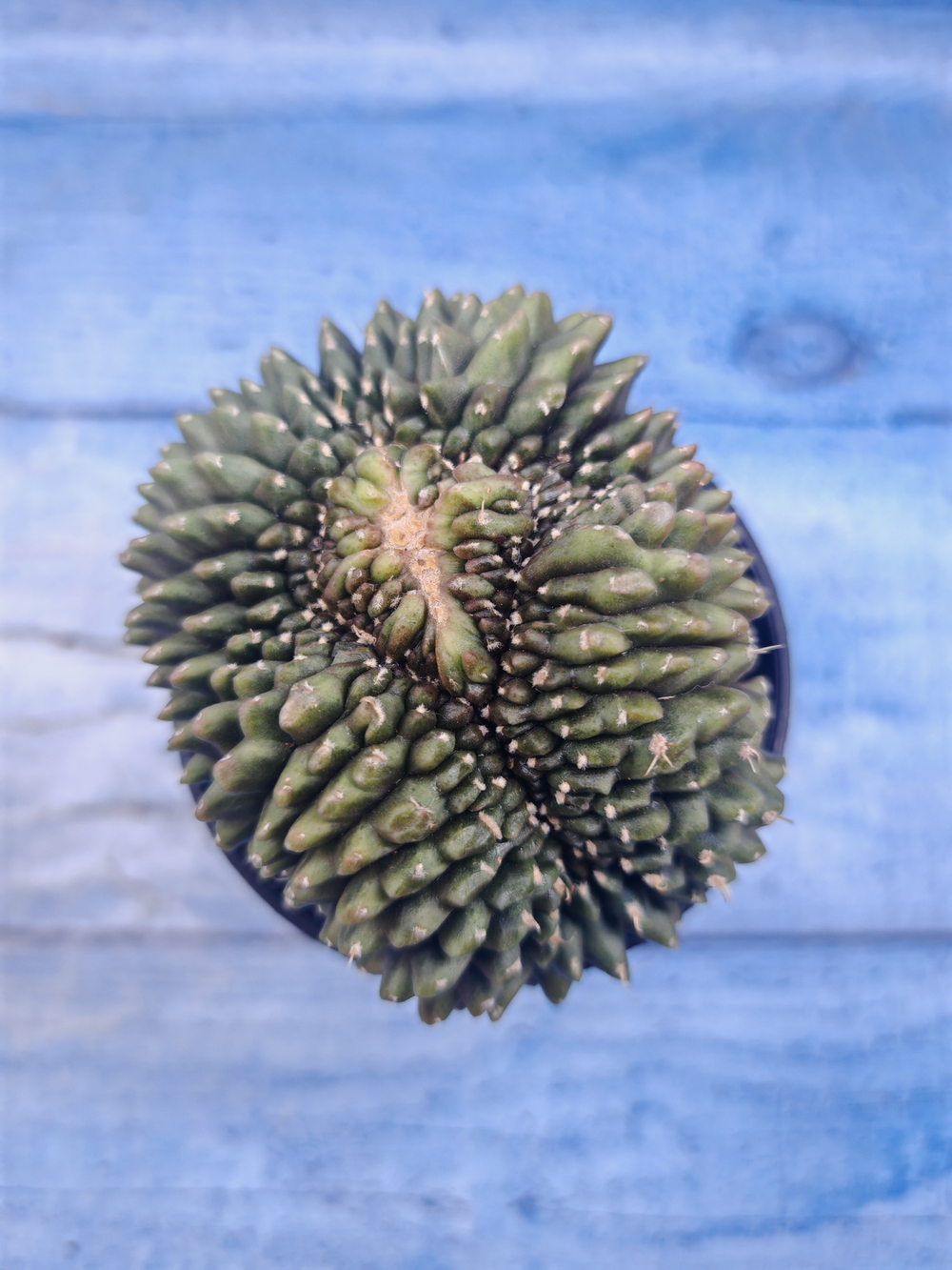 Gymnocalycium Spineless Crested form (Гимнокалициум)