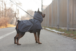 Попона для собак Весна - Осень арт. 178