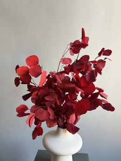 Эвкалипт Популус стабилизированный красный