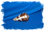 Ракушка Конус альбукерке, Conus albuquerquei