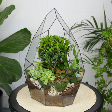 Готовый флорариум бонсай Мирсина Айсберг