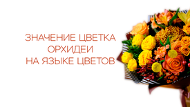 Значение цветка орхидеи на языке цветов