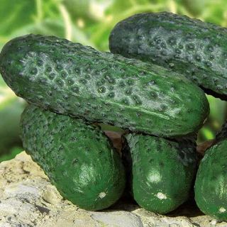 Огурец Барвина F1 25 (семян)