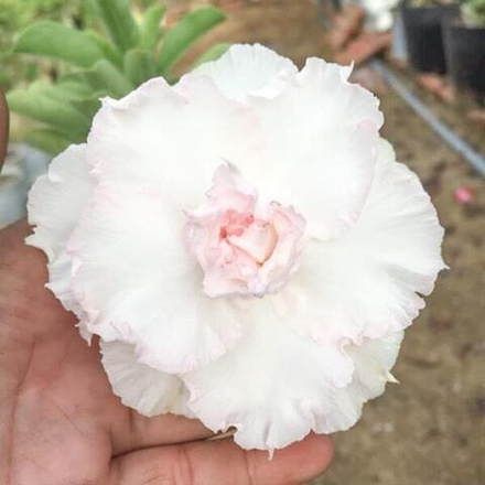 Адениум обесум 261 Bạch Mã