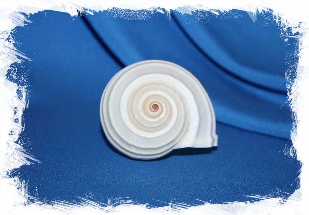 Тонна аллиум, Tonna allium, Ребристая тонна