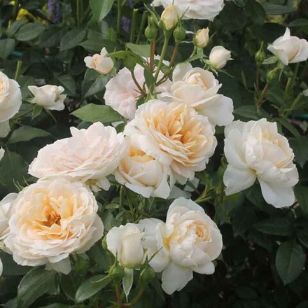Лионс Розе (Lions Rose)