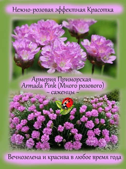Армерия приморская розовая Армада Пинк многолетник