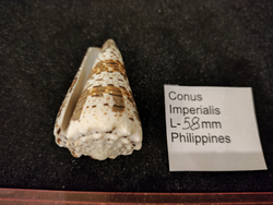 Конус империалис