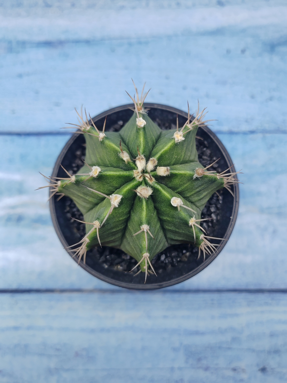 Gymnocalycium Mihanovichii (Гимнокалициум)