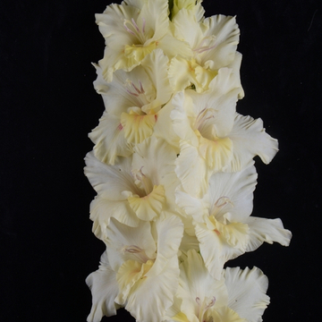 Гладиолус крупноцветковый Дневные Зайцы