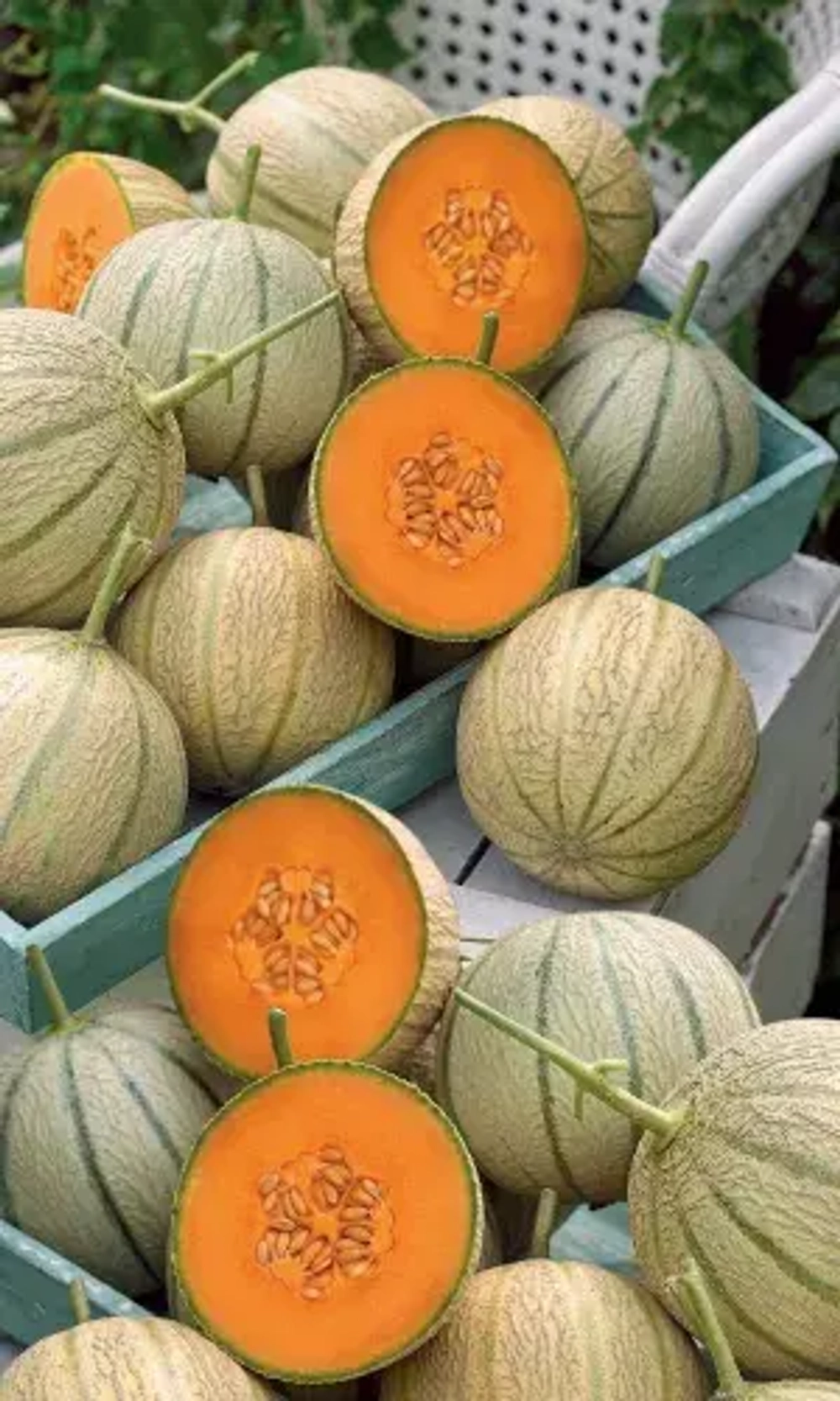 Дыня Канталупа апельсин F1 6шт УрДачник