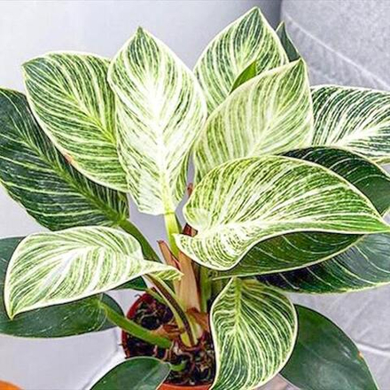 Филодендрон BIRKIN