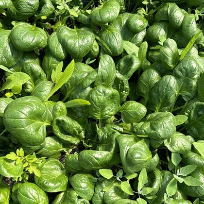 Шпинат "О, Батат", 100 г (цена указана за 100г, вес может отличаться)