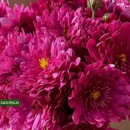 Хризантема мультифлора Precocita R Violet ☘ м.43 (нет в наличии)