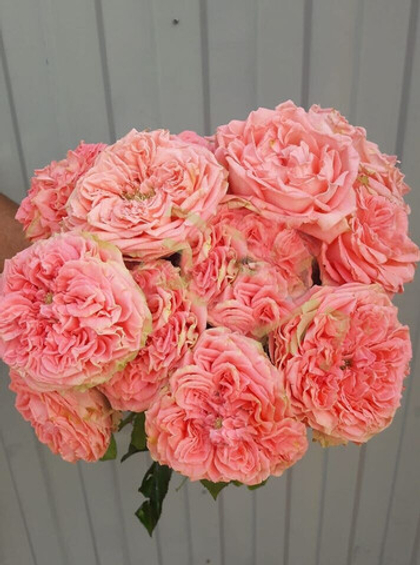 Роза Кантри Спирит Корал Гёрл