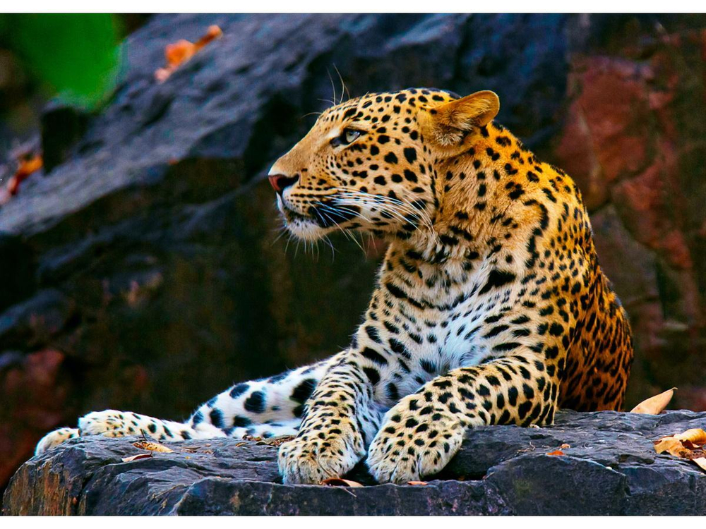 Алмазная мозаика 22х32см. "Леопард на скале" с полн.заполнен.на подрам. 20цв. (Арт. НД-8529)