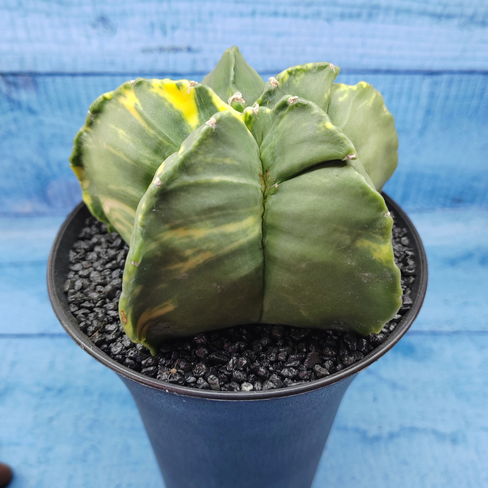 Astrophytum Myriostigma variagate XXL (Астрофитум)