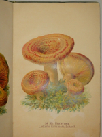 "Спутник любителя собирать грибы. Описания важнейших съедобных грибов, растущих в России". 1911г.