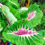 Колоказия PAPUA MANISE