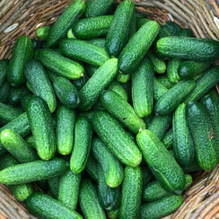 ПОСАДСКИЙ F1 семена огурца (Enza Zaden | Alexagro)