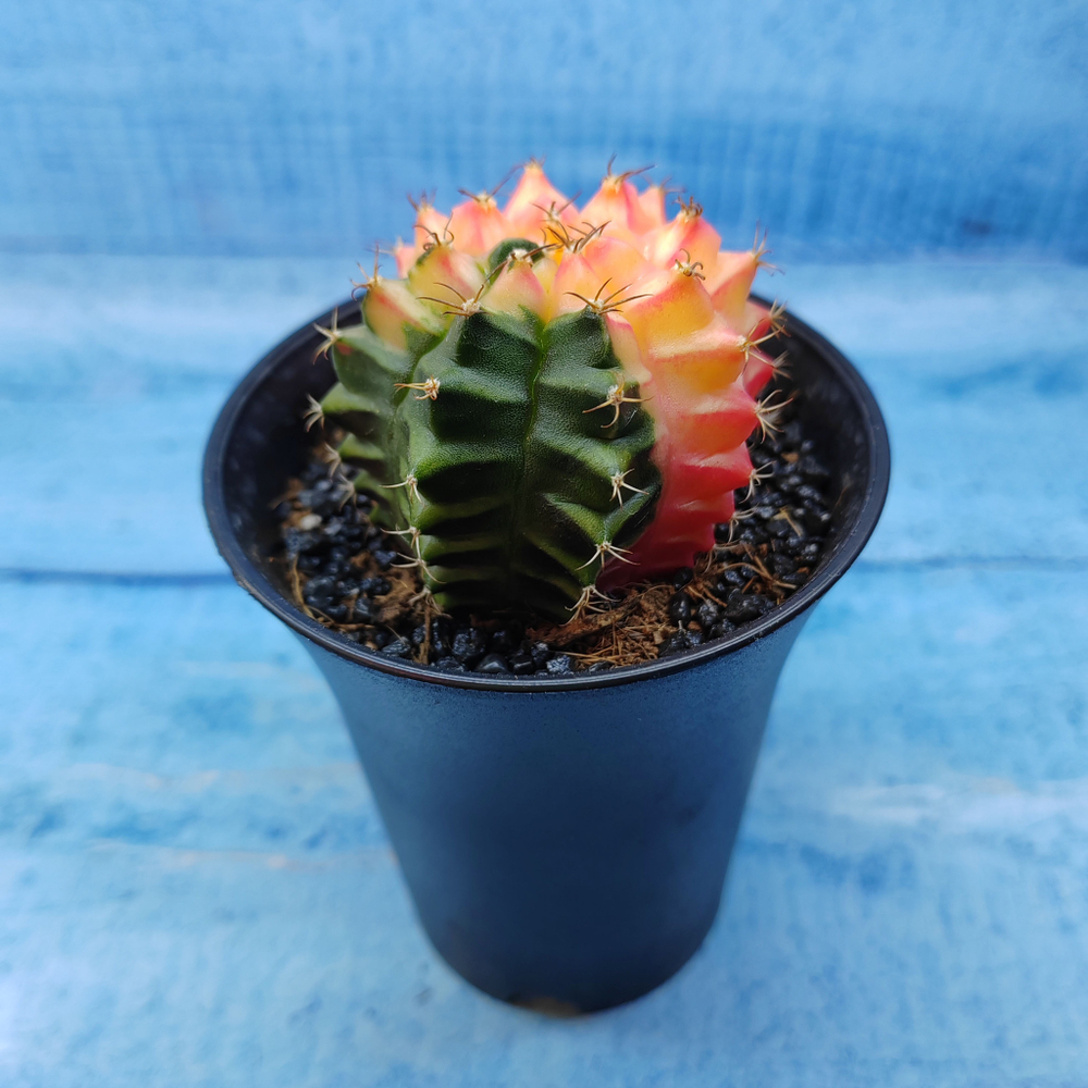 Gymnocalycium Variegata (Гимнокалициум Вариегатный)