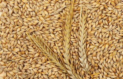 Ячмень для с/х животных мешок 3 кг, ячмень для кроликов, фураж для птиц, кормовая добавка